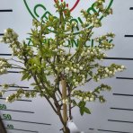 Čučoriedka kanadská (Vaccinium corymbosum) ´NORTHLAND´ - skorá 90-100 cm, kont. C18L - NA KMIENKU